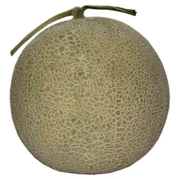 Melon